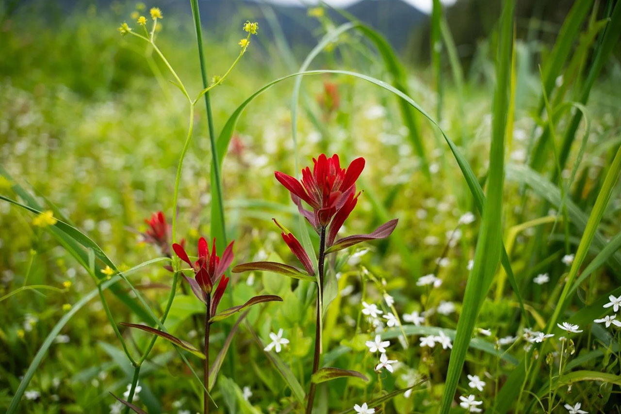 Indian Paintbrush flowers