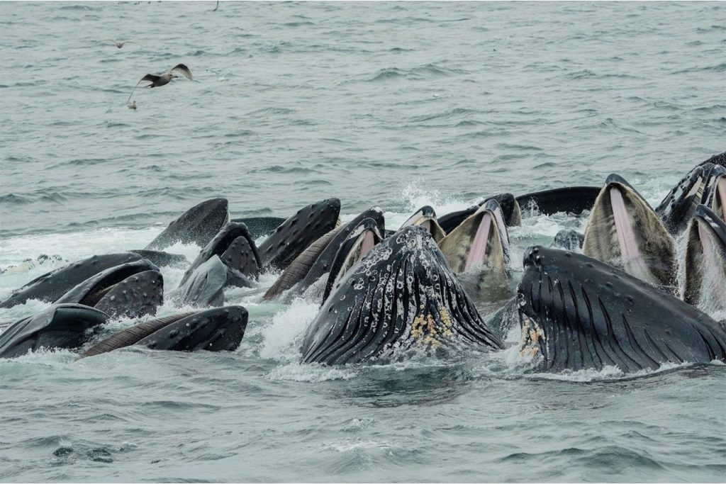 humpback whales