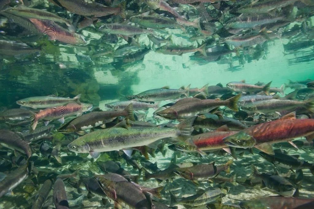 salmon underwater