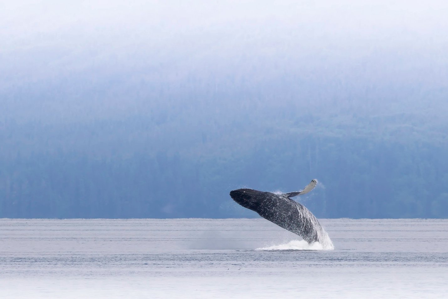 Spring Awakening in Alaska: Waterfalls, Wildlife, and Why May & June Are the Secret Season to Cruise the Tongass