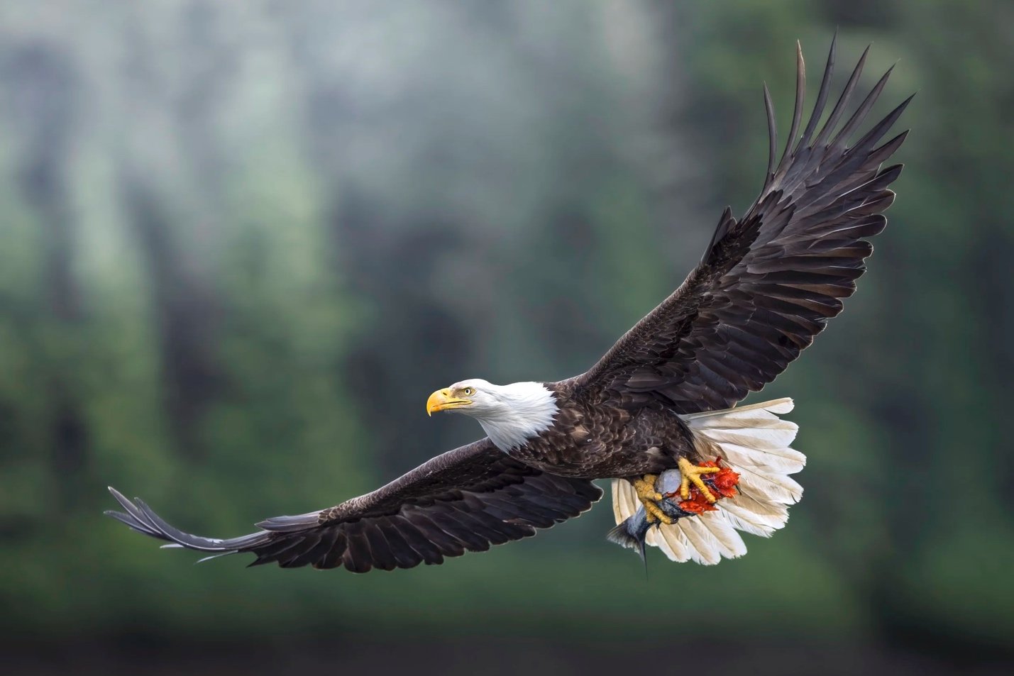Spring Awakening in Alaska: Waterfalls, Wildlife, and Why May & June Are the Secret Season to Cruise the Tongass