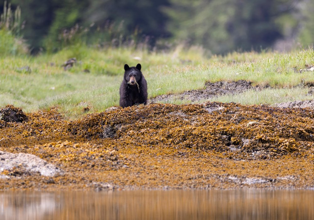 Spring Awakening in Alaska: Waterfalls, Wildlife, and Why May & June Are the Secret Season to Cruise the Tongass