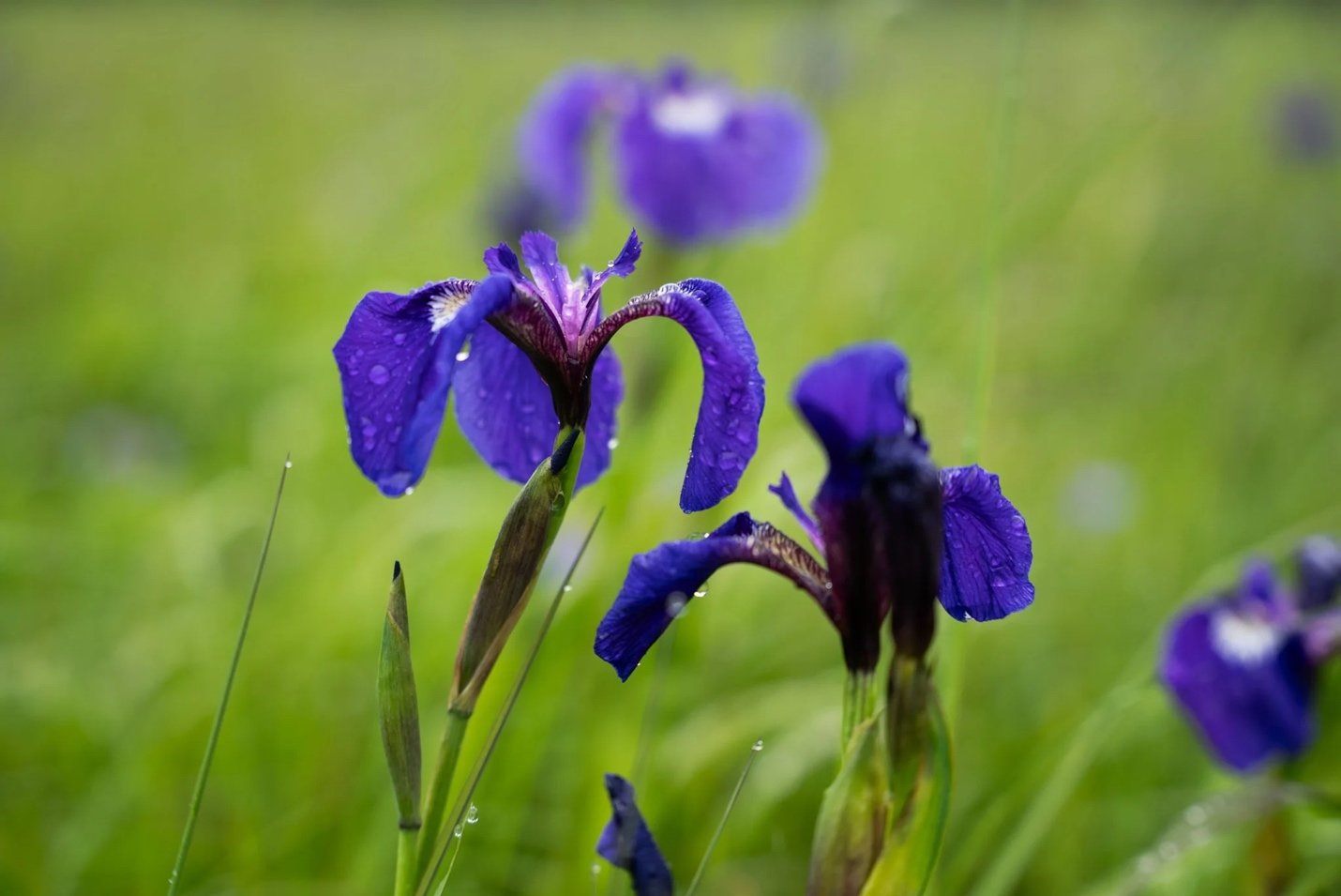 Wild Iris