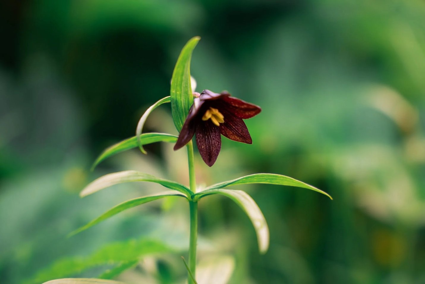 Chocolate Lily