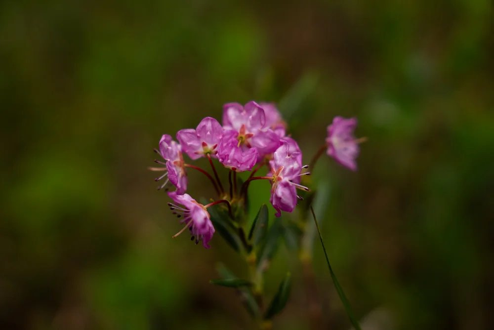 Explore Wildflower Facts of the Tongass National Forest