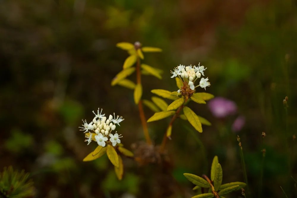 Explore Wildflower Facts of the Tongass National Forest