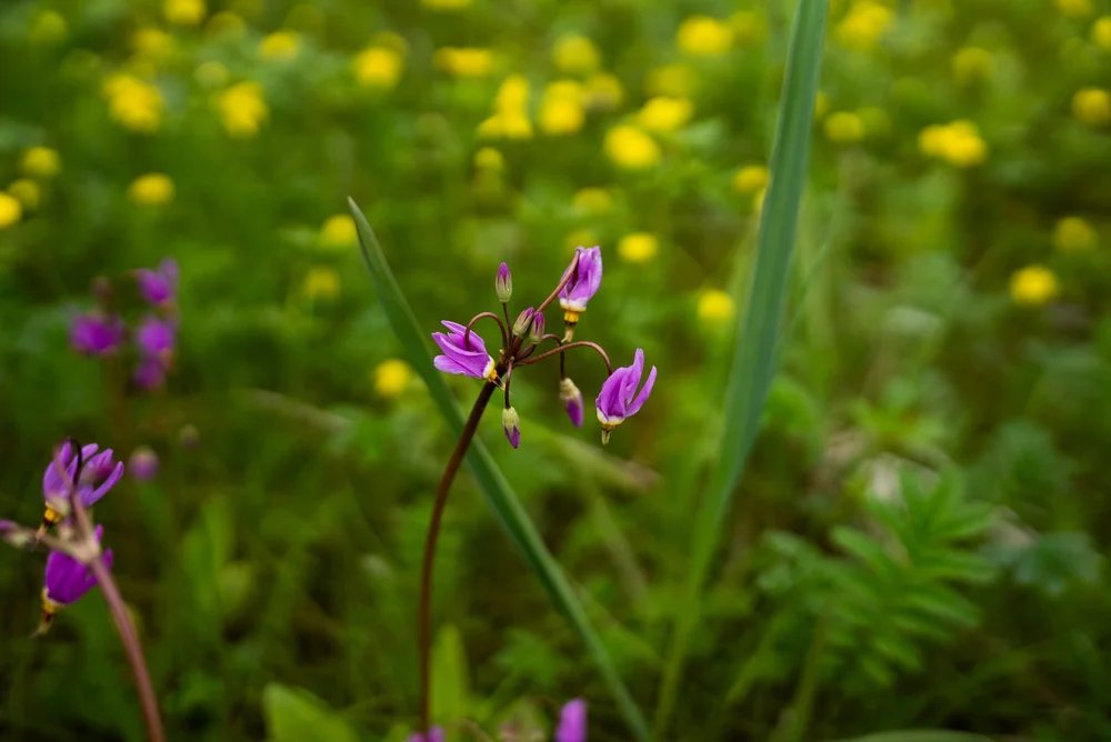 Explore Wildflower Facts of the Tongass National Forest