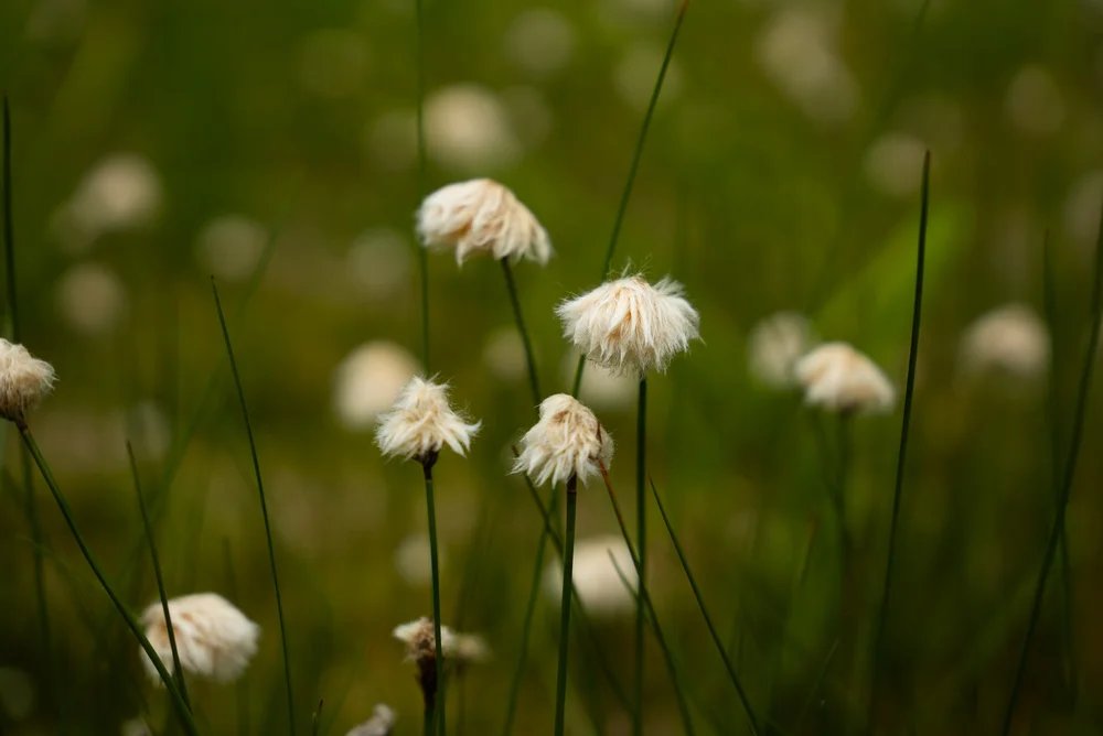 Explore Wildflower Facts of the Tongass National Forest