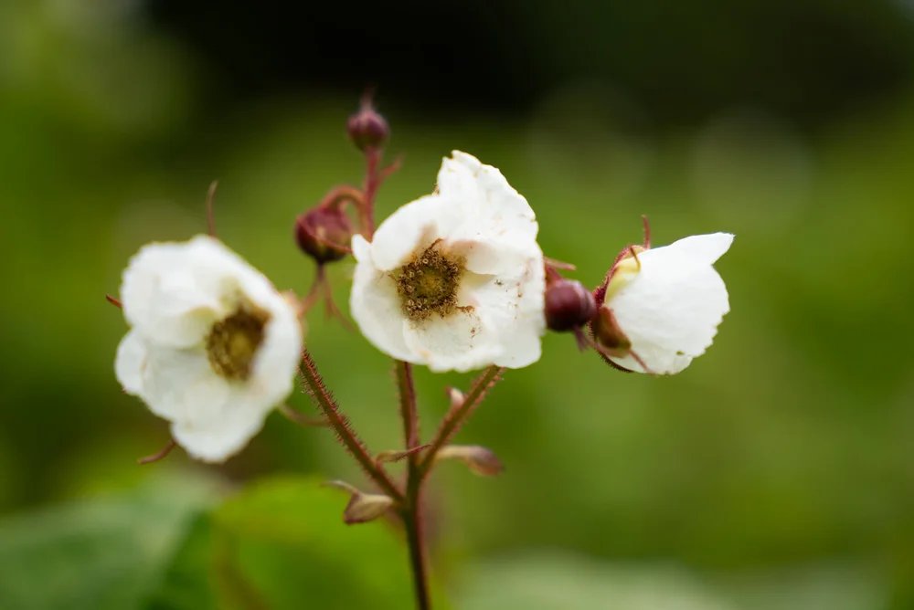 Explore Wildflower Facts of the Tongass National Forest