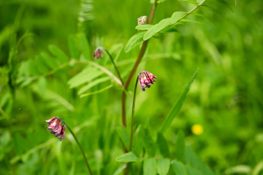 Explore Wildflower Facts of the Tongass National Forest