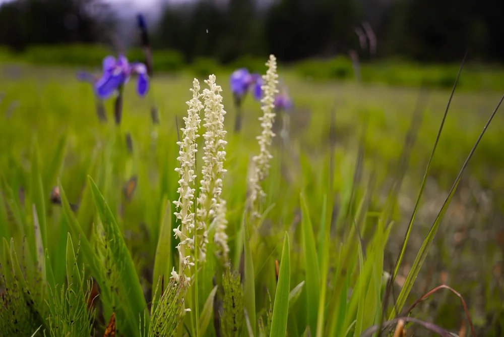 (Pictured above, from left to right: Bog Laurel, Labrador Tea, Shooting Star, Cotton Grass, Flowering Thimbleberry, Giant Vetch, Bog Candle, Cow Parsnip)