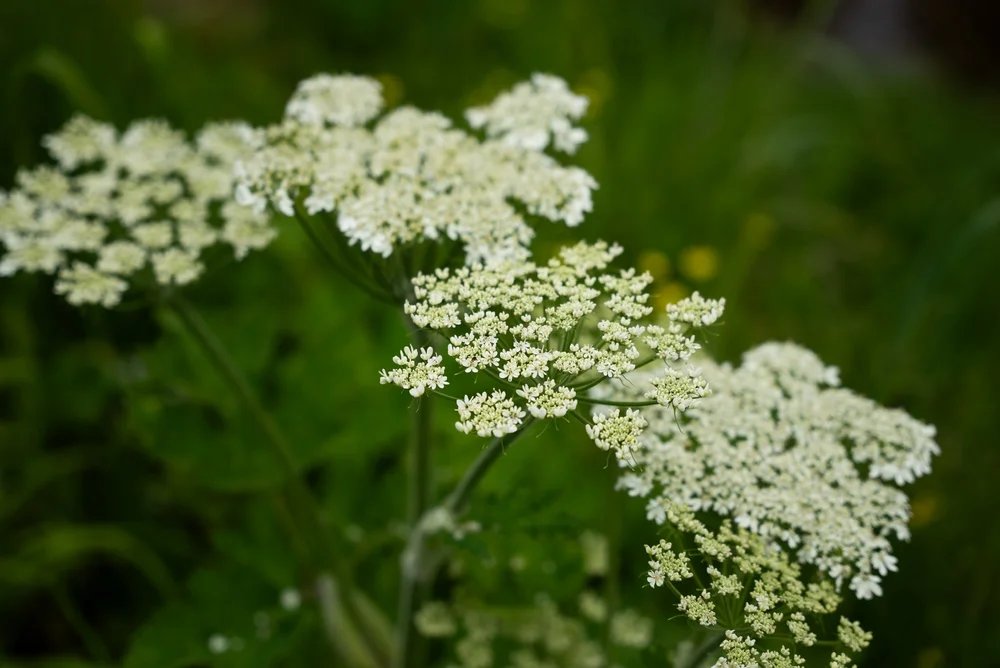 (Pictured above, from left to right: Bog Laurel, Labrador Tea, Shooting Star, Cotton Grass, Flowering Thimbleberry, Giant Vetch, Bog Candle, Cow Parsnip)