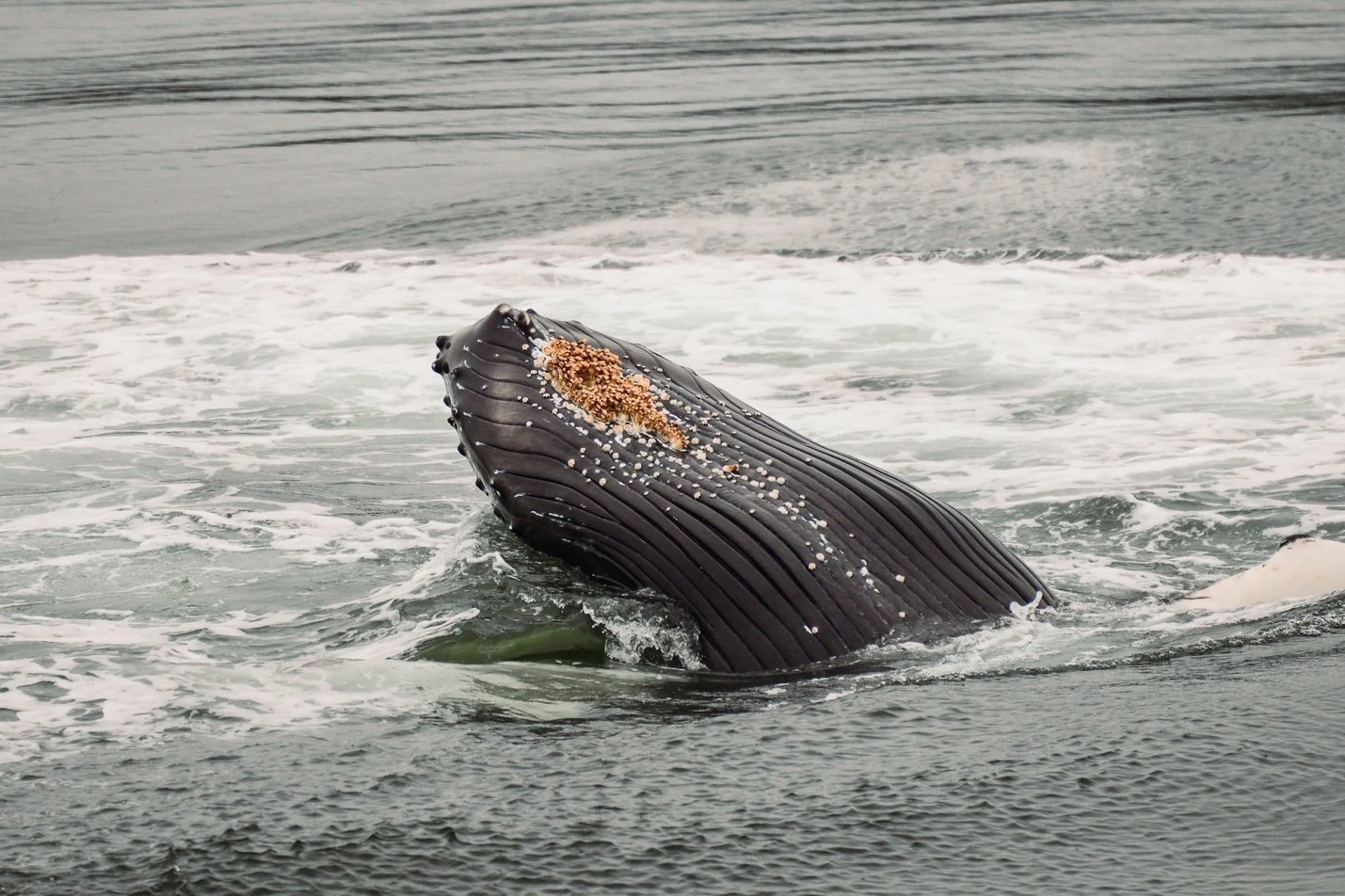 Witnessing Humpback Whales Bubble Net Feeding in Southeast Alaska