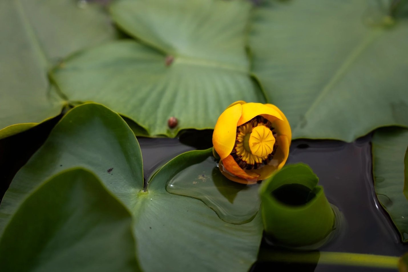 Yellow Pond Lily
