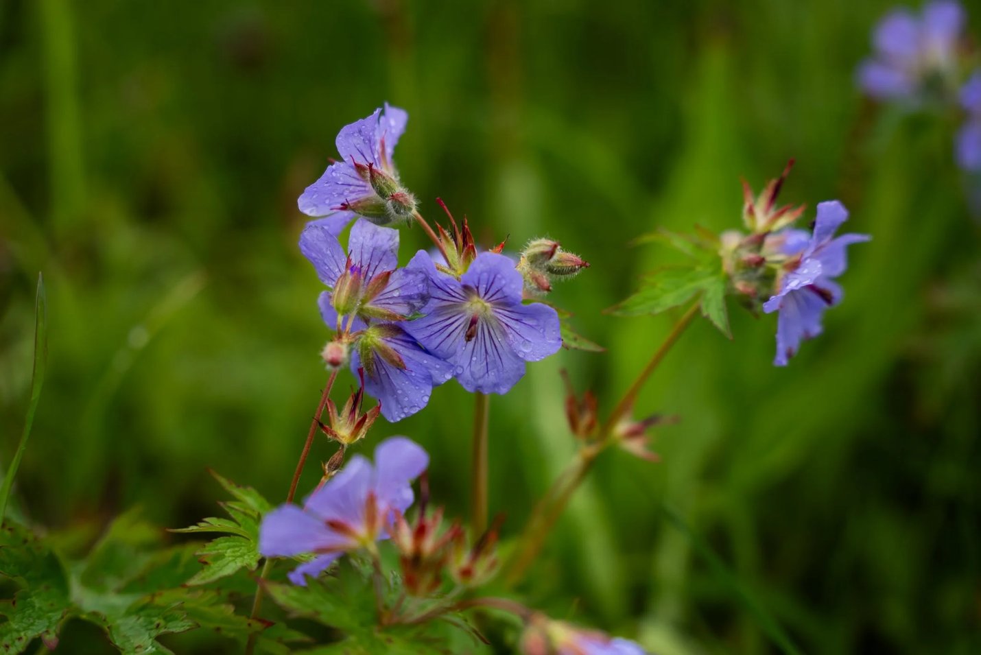 Wild Geranium