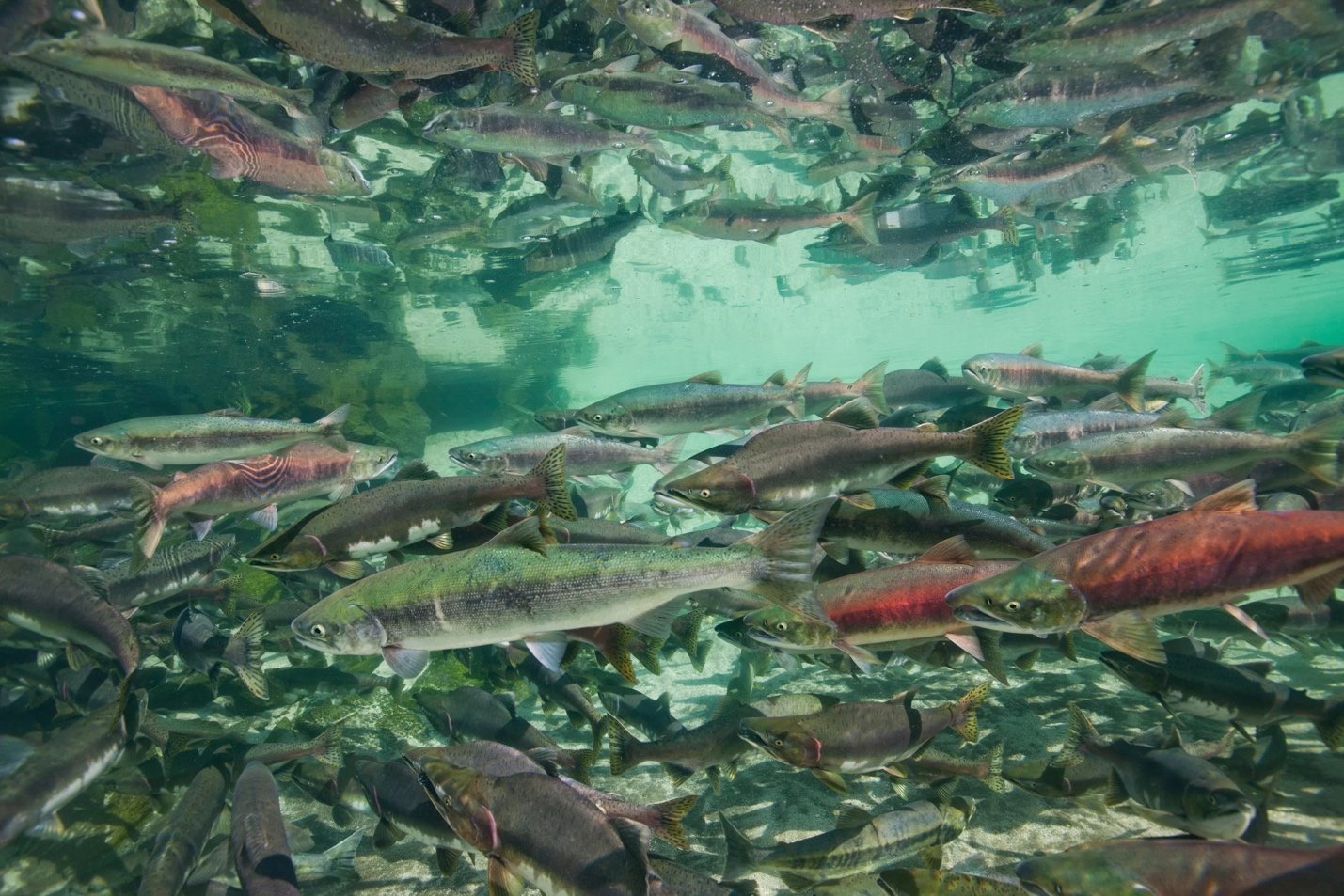 Protecting the Tongass: The Boat Company Motions to Join Fight Against Timber Industry Lawsuit