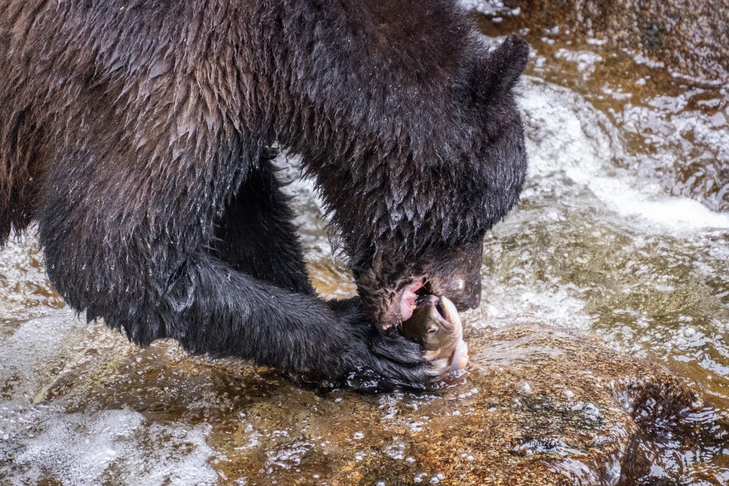Protecting the Tongass: The Boat Company Motions to Join Fight Against Timber Industry Lawsuit