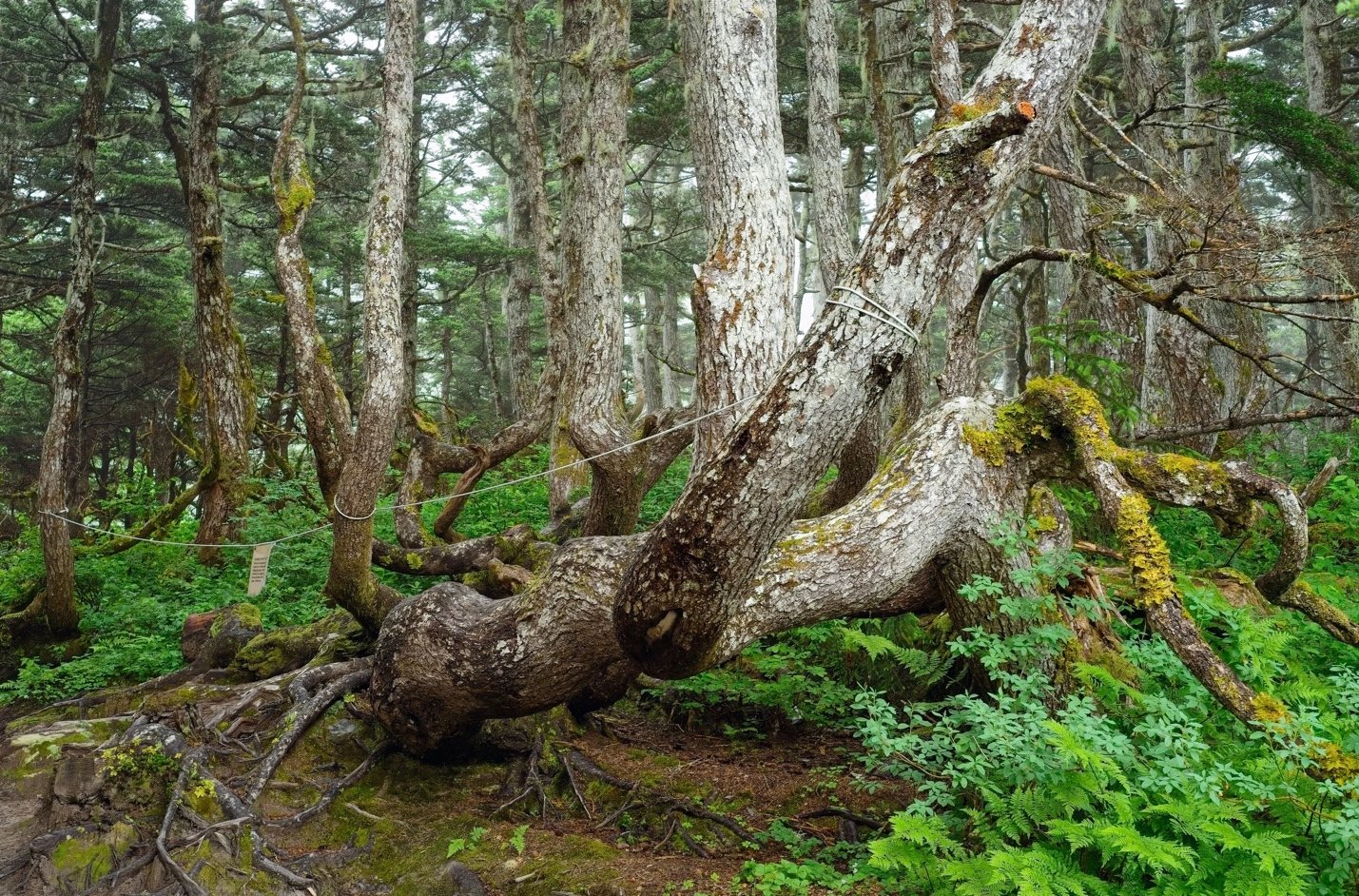 Protecting the Tongass: The Boat Company Motions to Join Fight Against Timber Industry Lawsuit