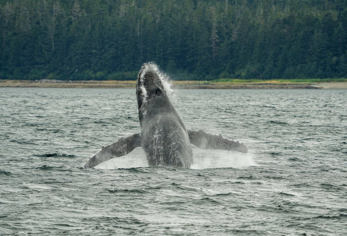 Witnessing Humpback Whales Bubble Net Feeding in Southeast Alaska