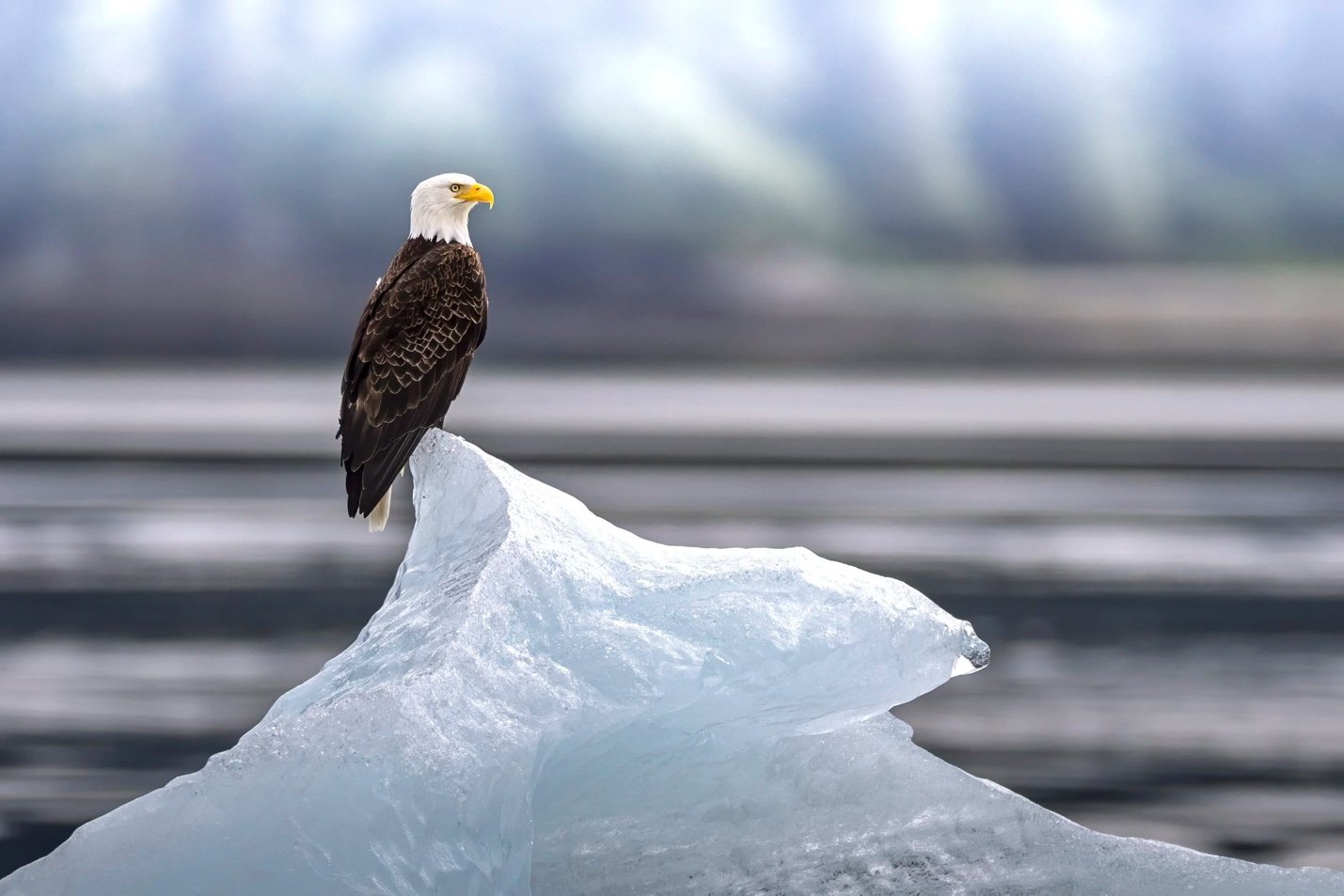 Spring Awakening in Alaska: Waterfalls, Wildlife, and Why May & June Are the Secret Season to Cruise the Tongass